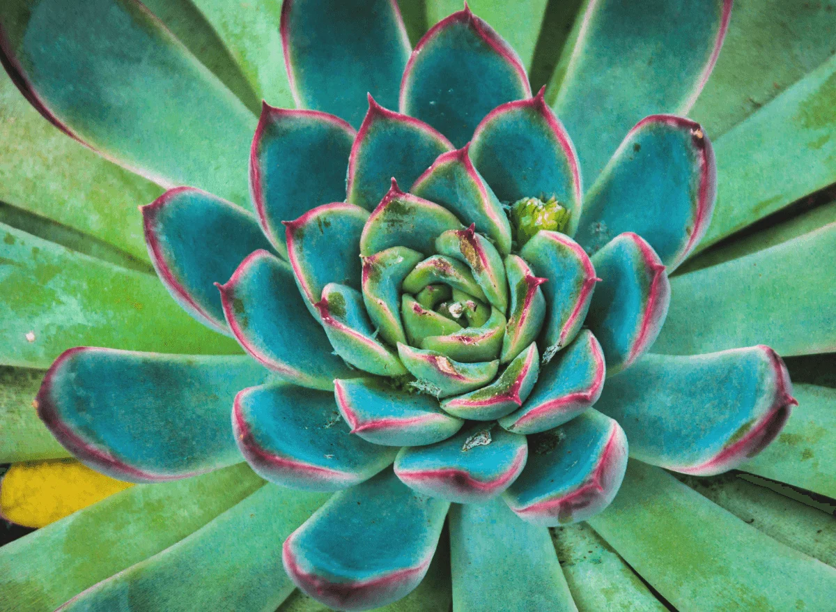 Delicate cherry blossom flowers blooming on tree branches, signaling the arrival of spring."