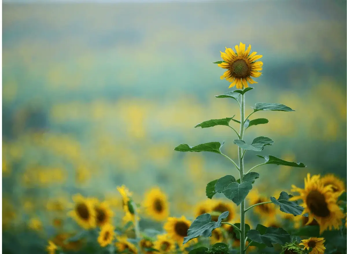 Bright yellow sunflower standing tall under clear blue sky.